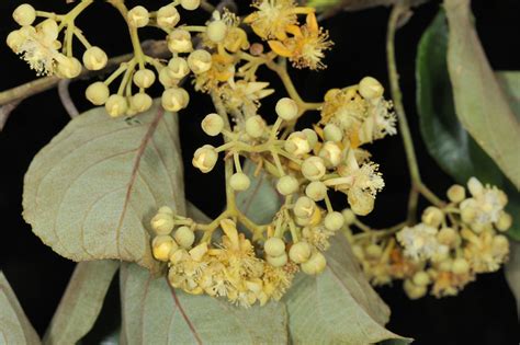 闊葉獼猴桃|Actinidia latifolia